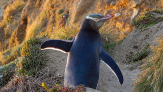 These Beloved Penguins May Be Doomed